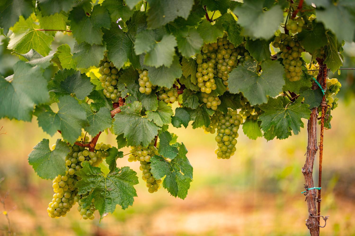 À la découverte du vignoble nantais | Best Western Hôte Graslin dans le centre de Nantes